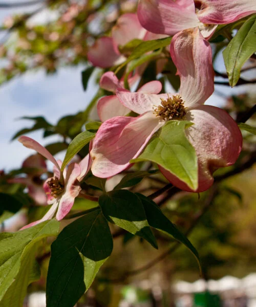 Close up of pink and white flowers on a tree